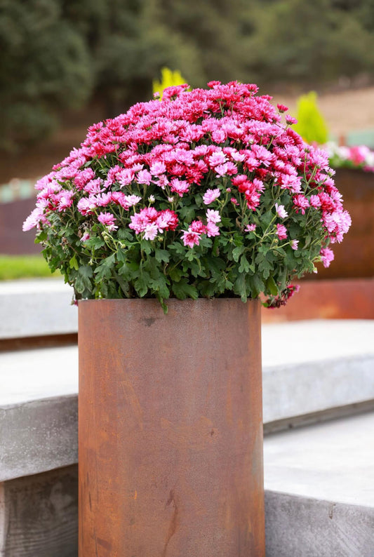 A rust-colored round Corten steel planter filled with pink flowers on concrete steps in a landscaped outdoor space.