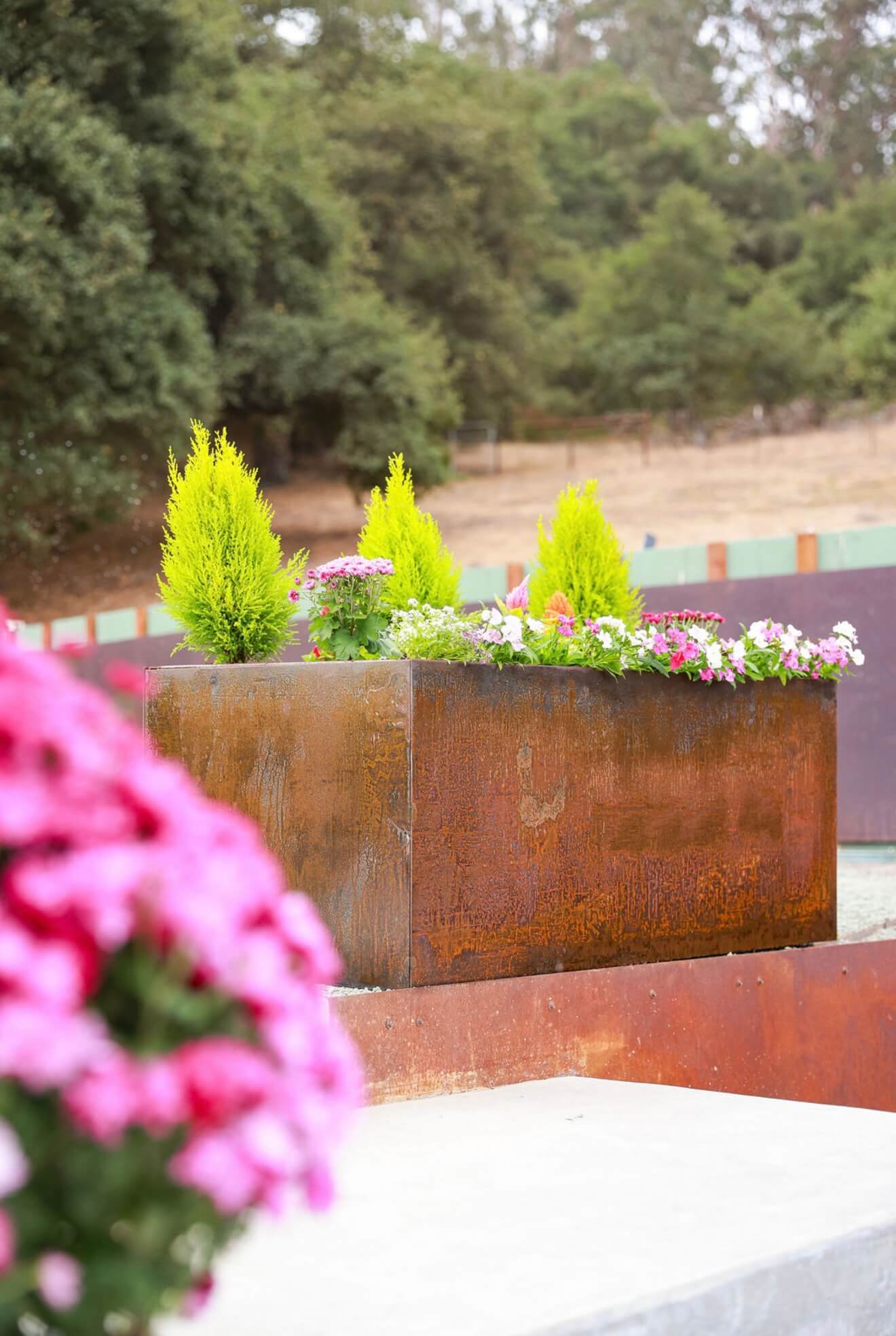 A handcrafted rectangular Corten steel planter box filled with bright green shrubs and pink flowers in a landscaped courtyard.
