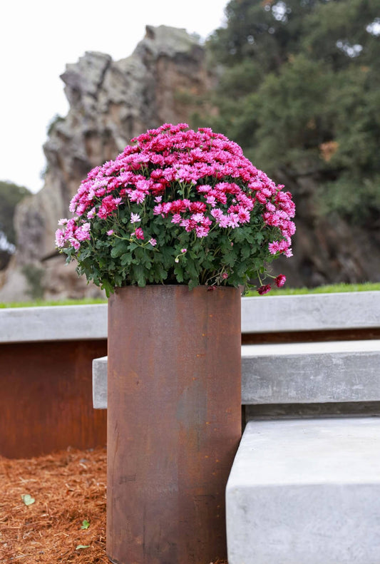A close view of a round weathering steel planter box with pink flowers, showing its natural rust patina and clean modern design.