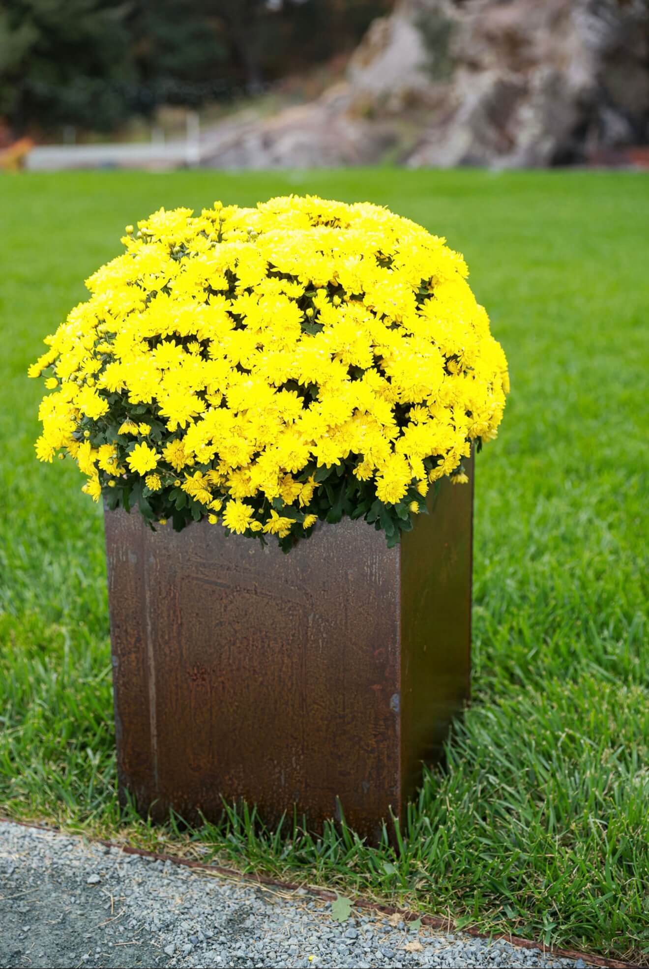 Square Corten Steel Planter 24"x24"
