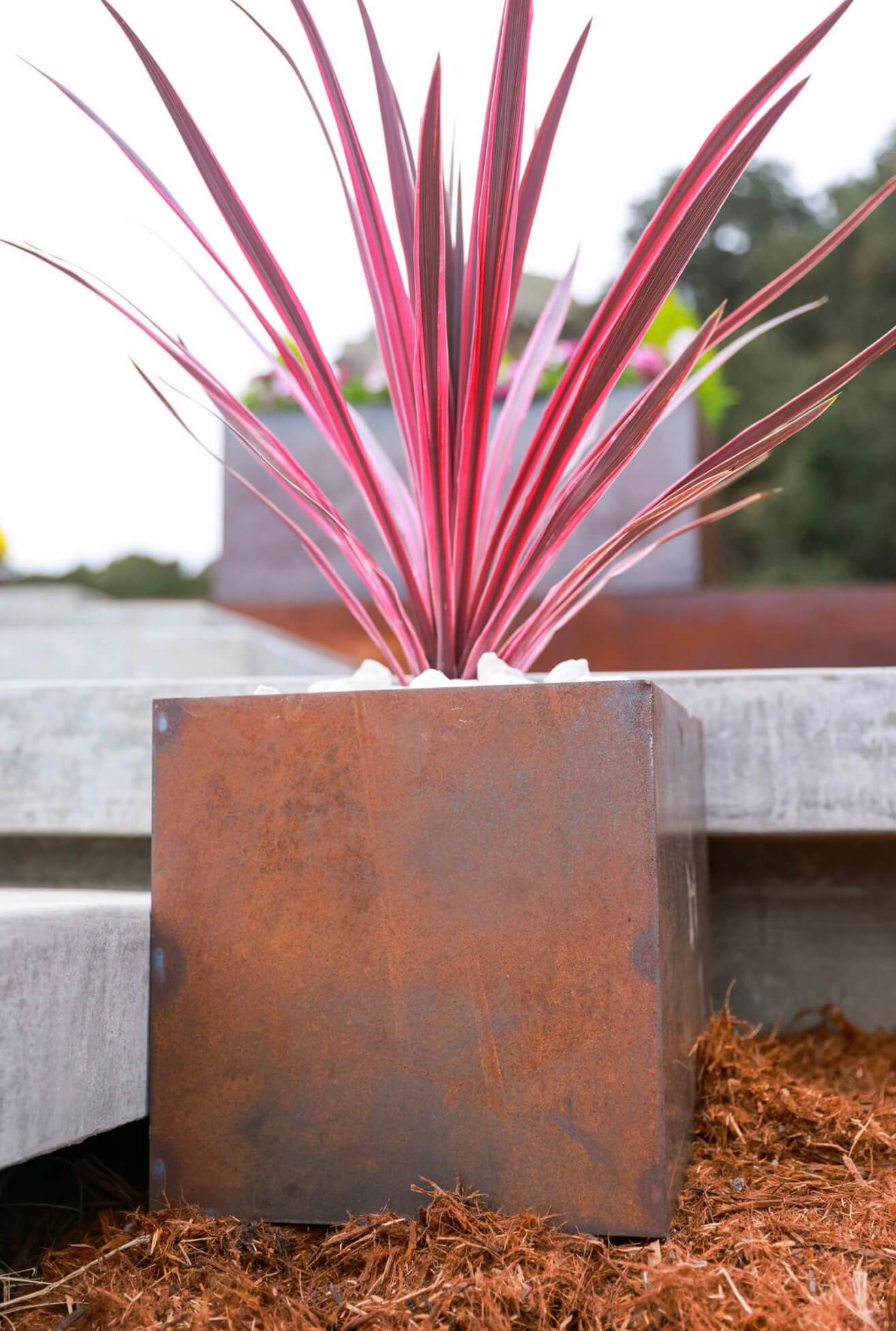 A close-up of a square Corten steel planter showcasing its natural rust patina and a striking red tropical plant.